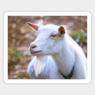 Old Bearded Goat Portrait Sticker